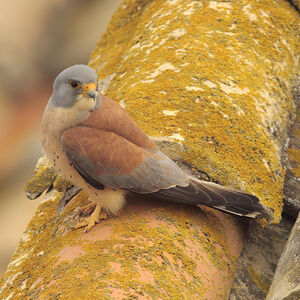 Lesser Kestrel