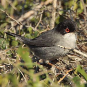 Sardinian Warbler 
&copy; Christophe Mercier