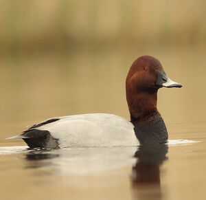 Common Pochard