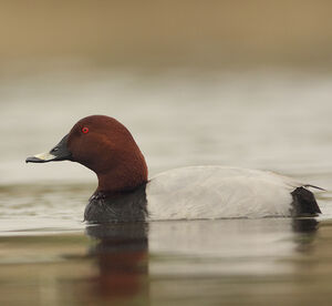 Common Pochard