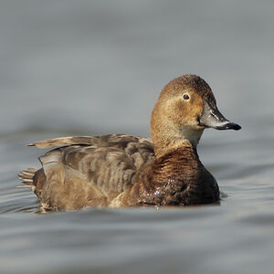 Common Pochard