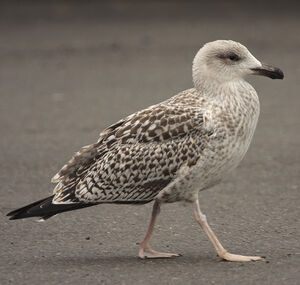 Great Black-backed Gull