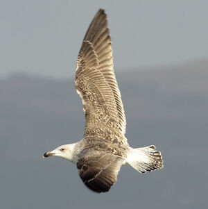 Great Black-backed Gull