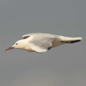 Slender-billed Gull