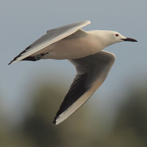 Slender-billed Gull