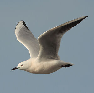 Slender-billed Gull