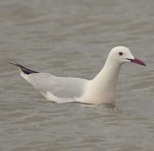 Slender-billed Gull