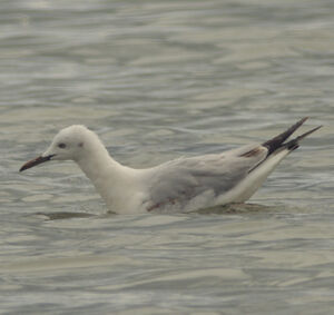 Slender-billed Gull