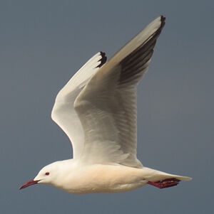 Slender-billed Gull