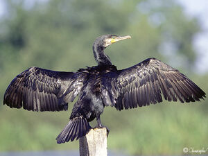 Great Cormorant