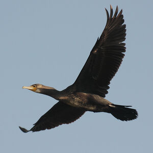 Great Cormorant