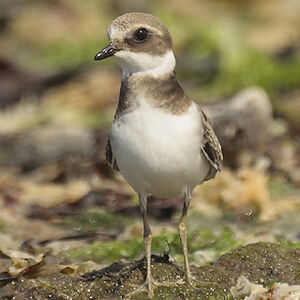Common Ringed Plover