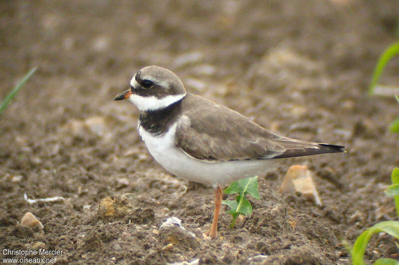 Common Ringed Plover female adult transition