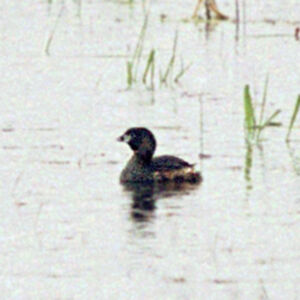 Pied-billed Grebe