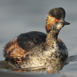 Black-necked Grebe
