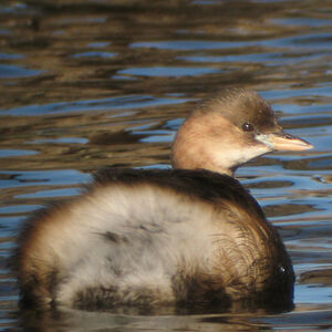 Little Grebe