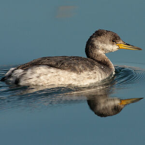 Red-necked Grebe 
&copy; Christophe Mercier