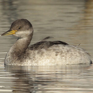 Red-necked Grebe 
&copy; Christophe Mercier