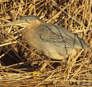 Green Heron 
&copy; Christophe Mercier
