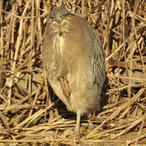 Green Heron 
&copy; Christophe Mercier