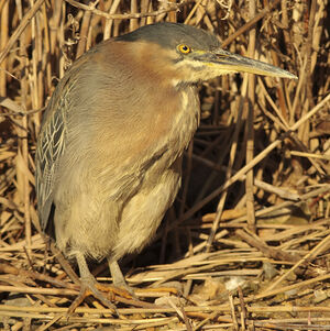 Green Heron