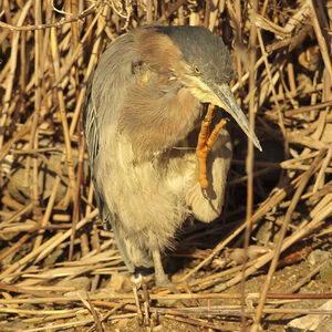 Green Heron