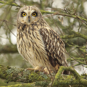 Short-eared Owl 
&copy; Christophe Mercier