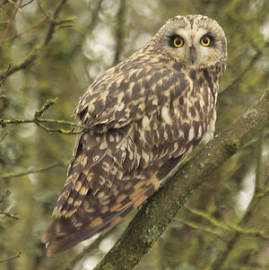 Short-eared Owl 
&copy; Christophe Mercier