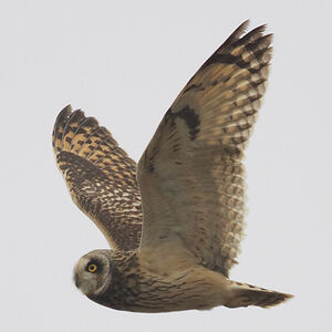 Short-eared Owl 
&copy; Christophe Mercier
