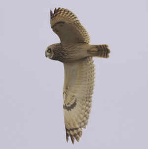 Short-eared Owl 
&copy; Christophe Mercier