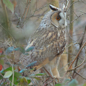 Hibou moyen-duc