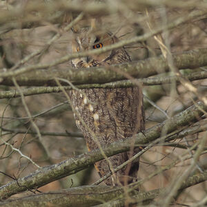 Hibou moyen-duc