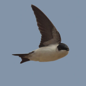 Hirondelle de fen�tre