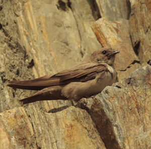 Hirondelle de rochers 
&copy; Christophe Mercier