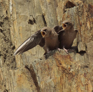 Hirondelle de rochers 
&copy; Christophe Mercier