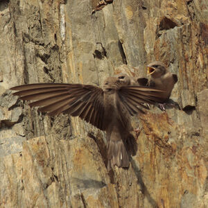 Hirondelle de rochers 
&copy; Christophe Mercier