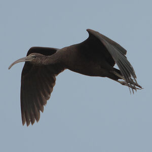 Ibis falcinelle 
&copy; Christophe Mercier