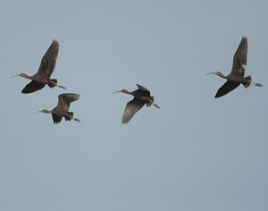 Ibis falcinelle 
&copy; Christophe Mercier