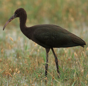 Ibis falcinelle 
&copy; Christophe Mercier
