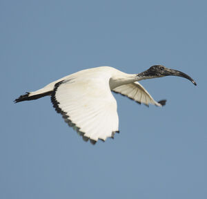 African Sacred Ibis