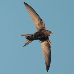 Common Swift