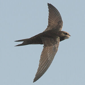 Common Swift