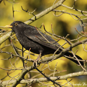 Merle noir 
&copy; Christophe Mercier