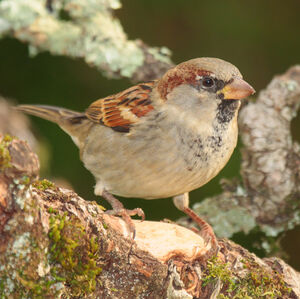 House Sparrow 
&copy; Christophe Mercier