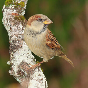 House Sparrow 
&copy; Christophe Mercier