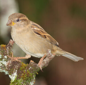 House Sparrow 
&copy; Christophe Mercier