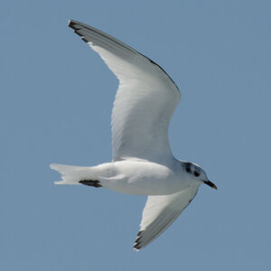 Mouette de Sabine