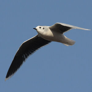 Little Gull 
&copy; Christophe Mercier