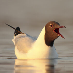 Mouette rieuse 
&copy; Christophe Mercier