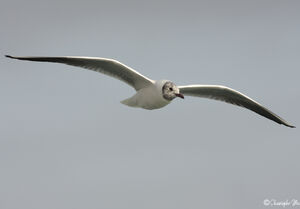 Mouette rieuse 
&copy; Christophe Mercier